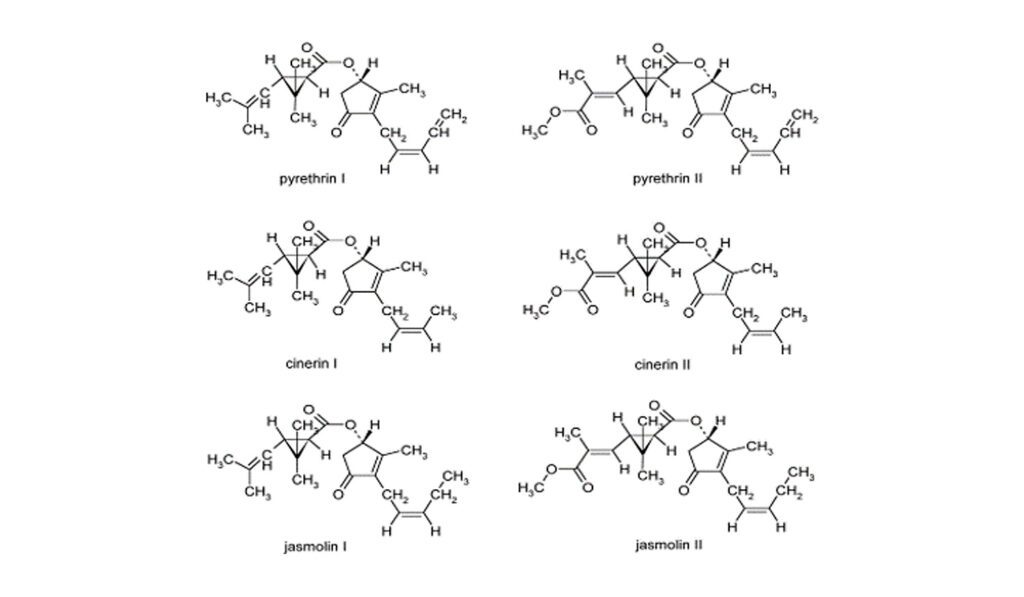 Piretro Sumitomo Chemical Biorazionale Italia